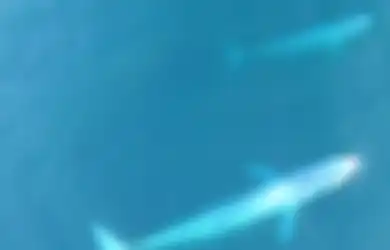 Menakjubkan, Drone Ini Berhasil Rekam Aktivitas Paus Biru Langka saat Menerjang Sekelompok Udang