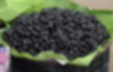 Masih Ingat dengan Jamblang, si Ungu yang Kandungan Antioksidannya Tinggi dan Cocok untuk Penderita Kencing Manis?