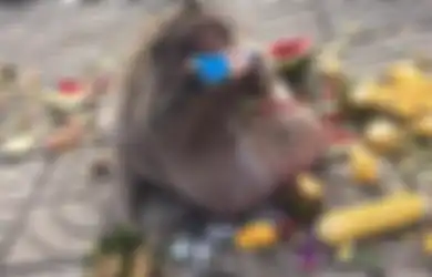 Alami Obesitas Berat, Seekor Monyet di Bangkok Terpaksa Menjalani Perawatan Kesehatan