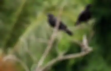 Sering Dianggap Burung Keramat, Gagak Sebenarnya Merupakan Burung yang Cedas dan Cermat