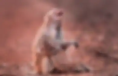Seekor Induk Monyet Menangis Histeris Sambil Memeluk Anaknya yang ‘Mati’, Akhir Ceritanya Malah 'Lucu'