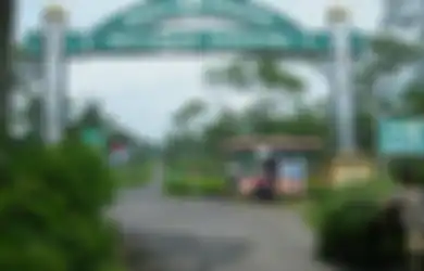 Menyejukkan Mata dan Menghirup Kesejukan di Kebun Teh Wonosari