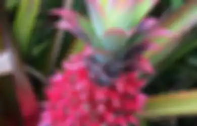 Siap-Siap, Sebentar Lagi Bakal Nanas Berwarna Pink akan Beredar di Pasar