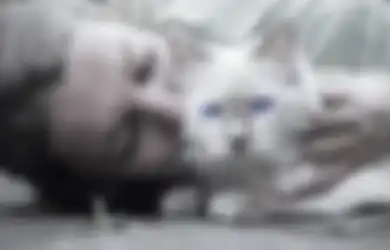 Ada lo Lowongan Pekerjaan Unik: Tukang Kelon Kucing, Tertarik?