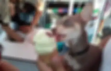 Jika Selama Ini Es Krim Dikenal Sangat Berbahaya Bagi Anjing, Lain Halnya dengan Es Krim Don Paletto Ini