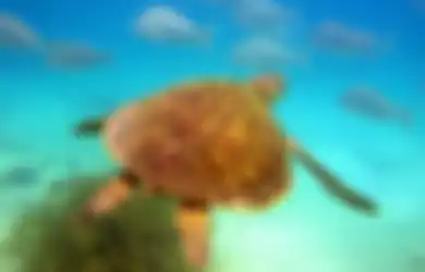 Ironis! Penyu Hijau di Great Barrier Reef Terkontaminasi Bahan Kimia Berbahaya Hasil Polutan Manusia