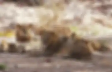 Akibat Ulah Manusia, Lima Kawanan Singa Jantan Namibia Yang Pernah Jadi Kebangganan Dunia Itu Kini Tewas Semua