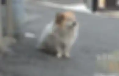 Kasihan, Tiga Tahun Anjing Patah Hati Ini Menunggu Tuannya yang Tak Pernah Kembali