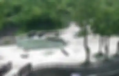 (Video) Saat Sepasang Gajah Bekerjasama Menyelamatkan Anaknya yang Nyaris Tenggelam di Kolam