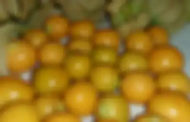 Kini Harganya Selangit, Apa Sih Keistimewaan dan Manfaat Buah Ceplukan yang Dulu Dicampakkan Itu?
