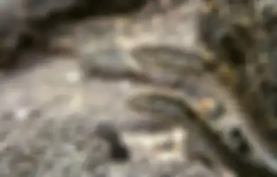 Berbeda dengan Ular di Tempat Lain yang Berburu Sendiri, Ular Boa Kuba Memburu Mangsanya Keroyokan