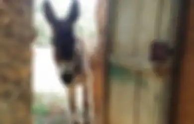 Di Desa Ini, Seorang Pria Dipaksa Menikah dengan Seekor Keledai. Apa Sebabnya?