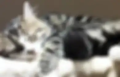 Turunkan Risiko Serangan Jantung, Salah Satu Manfaat Memelihara Kucing