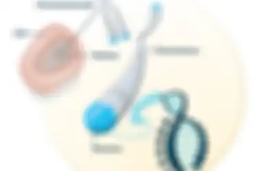 Telomere, Kunci Jawaban tentang Misteri Umur Manusia