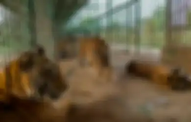 Ada Kebun Binatang Berisi Ratusan Harimau di Resor Ini, tapi Sayang untuk Menu Para Wisatawan