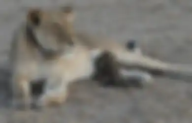 (FOTO) Kejadian Langka di Tanzania: Singa Menyusui Macan Tutul