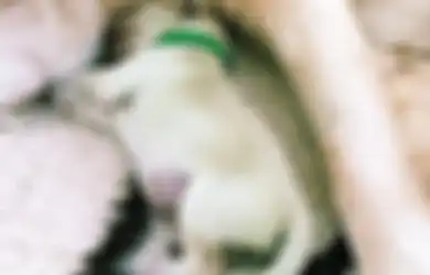 Aneh Sekali, Anak Anjing Ini Terlahir Dengan Bulu Berwarna Hijau. Ini Alasannya!