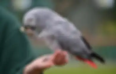Bisa Jadi Saksi Kasus Pembunuhan, Mengapa Burung Beo Sangat Pandai Dalam Meniru Suara Manusia?