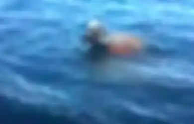 Betapa Baik Hatinya Anjing Ini, Rela Berenang ke Tengah Laut Demi Selamatkan Anak Rusa yang Nyaris Tenggelam