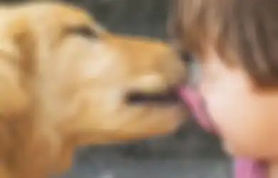 Meski Sayang, Jangan Pernah Biarkan Anjing Menjilat Wajah Kita, Ini Alasannya