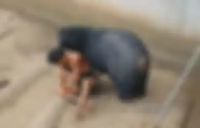(Video) Mengerikan! Coba Memberi Makan, Turis Ini Justru Diseret dan Diserang Secara Brutal oleh Beruang
