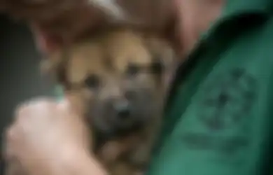Nyaris Dibunuh dan Dimakan, 149 Anjing Berhasil Diselamatkan oleh Kelompok Perlindungan Hewan