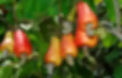 Mete Antisariawan, Wortel Antikanker, Pisang Bikin Tenang Asam Lambung; Masih Meragukan Khasiat Sayur dan Buah-buahan?