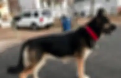 Jejak-jejak Mendebarkan Perkelahian Anjing Gembala Melawan Maling