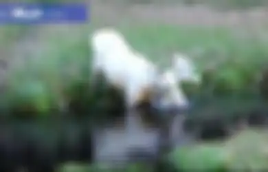 (Video) Wow, Seluruh Tubuh Hingga Tanduk Rusa Ini Berwarna Putih