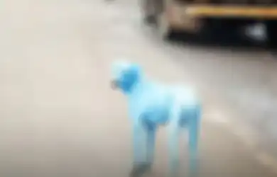 Antara Lucu dan Kasihan, Anjing Liar Ini Berubah Biru Seperti Smurf Setelah Berenang di Sungai yang Tercemar