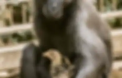 Mengharukan, Seekor Monyet Kesepian Mengadopsi Ayam dan Kini Mereka pun Berteman Baik