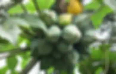 Carica, Pepaya Mini Asli Dieng yang Maunya Hanya Tumbuh di Lereng Bagian Atas