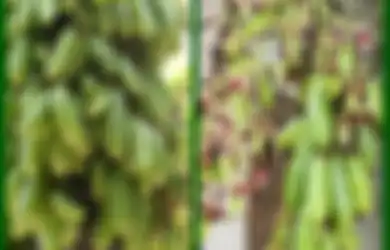 Belimbing Wuluh, Antioksidan Kaya Manfaat tapi Tidak Dianjurkan untuk Penderita Mag