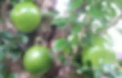 Buah Maja, Rasanya Ternyata Tidak Sepahit Akhir Kisah Majapahit