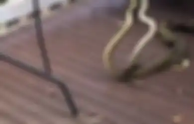 [Video] Beginilah yang Terjadi Jika Dua Ular Boa Jantan Bertarung Memperebutkan Ular Boa Betina