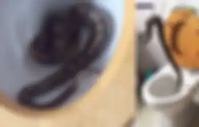 Mengerikan, Seorang Balita Temukan Ular Piton Sepanjang 1 Meter di Dalam Toilet Saat akan Buang Air Kecil