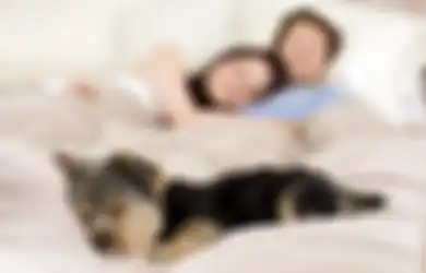 Menurut Peneliti, Tidur Bersama Anjing Bisa Membuat Istirahat Malam Anda Lebih Berkualitas