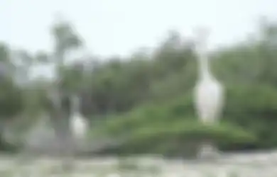 Setelah Rusa Putih, Kini Muncul Dua Ekor Jerapah Putih, Ada Apa Sebenarnya?