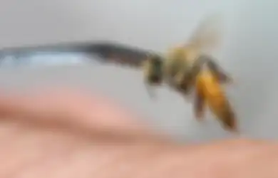 Sengatan Lebah, Mengobati atau Meracuni sih?