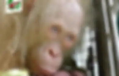 Hutan Kalimantan Terus Dialihfungsikan, Orangutan Albino Ini Galang Dana untuk Beli ‘Rumah’