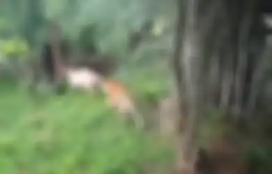 Akibat Petugas Lupa Menutup Pintu Kandang, Harimau Benggala Putih Langka Ini Mati karena Diserang 3 Harimau Lainnya