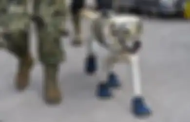 Anjing Frida Menjadi Pahlawan dan Bintang di Media Sosial Berkat Upayanya Menyelamatkan Korban Gempa Meksiko