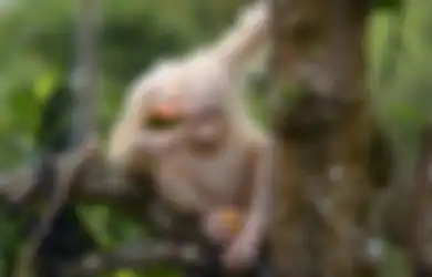 Alba, Orangutan Albino Langka yang Berhasil Diselamatkan di Kalimantan Itu Kini Sudah Doyan Makan