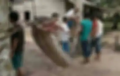 Beginilah Nasib si Piton Sepanjang 7 Meter Itu Setelah Menggigit Penangkapnya