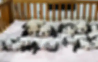 (Video) Bikin Senang dan Dapat Gaji Tinggi, Pengasuh Bayi Panda Diklaim Jadi Pekerjaan Terbaik di Dunia