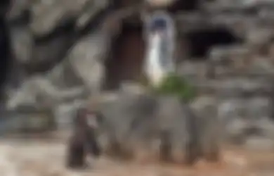 Sedih, Penguin yang Jatuh Cinta dengan Gambar Kartun Ditemukan Mati di Dekat Gambar Tersebut