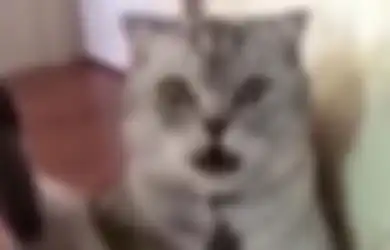 Habis Dikebiri Kucing Ini Syok Berat Saat Sadar Alat Kelaminnya Hilang, Ekspresinya Bikin Trenyuh