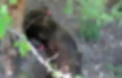 Dipercaya Menjaga Kelestarian Hutan, Laki-laki Iran Ini Malah Membunuh Binatang yang Harusnya Ia Jaga