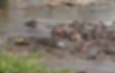 (Video) Pelajaran Buat Buaya: Jangan Ganggu Anak Kuda Nil Bila Tak Mau Dikeroyok Oleh Induknya yang Marah