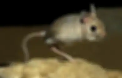 Egyptian Jerboa, Hewan Aneh Bertubuh Seperti Kangguru Namun Masuk Spesies Tikus